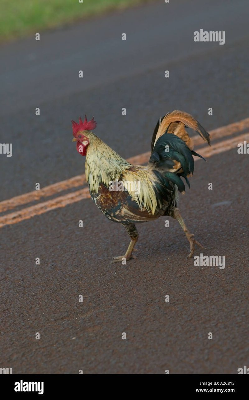 El Juego de la Carretera de Pollo Gana a los Jugadores en España, chicken road españa