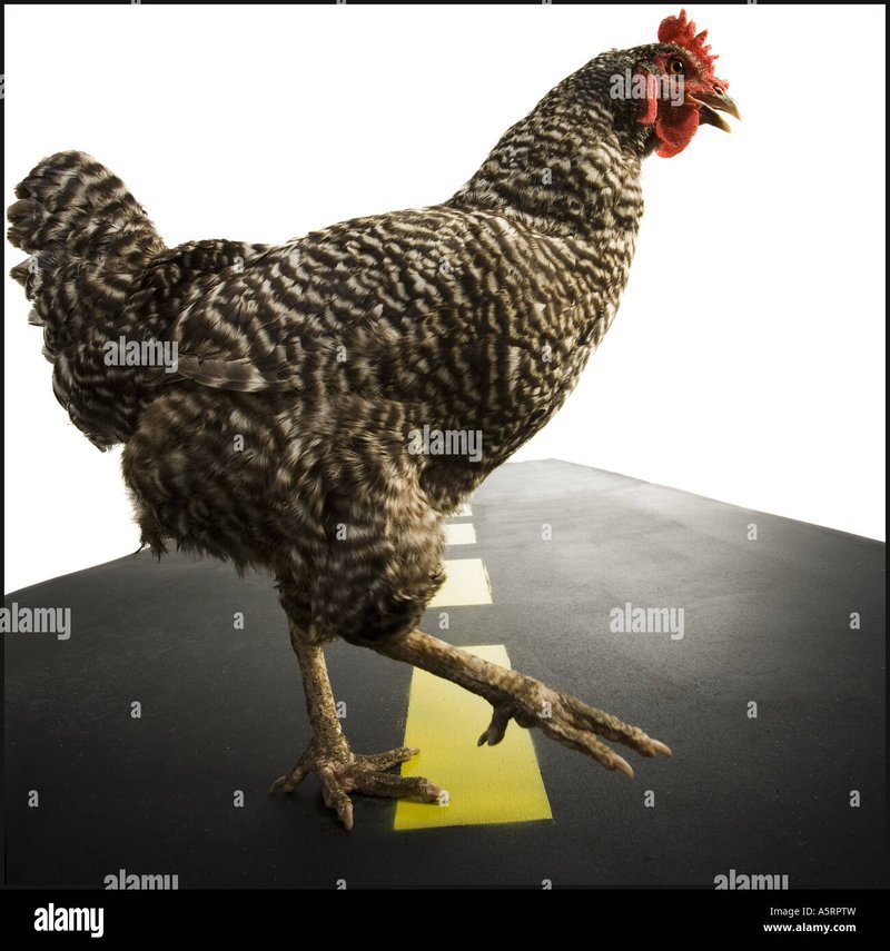 Chicken road casino, chicken road gokspel