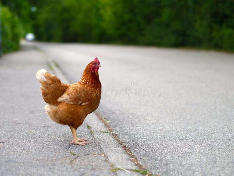 Chicken road - De Geheimen Achter Chicken Road: Spelen en Winnen in Nederland