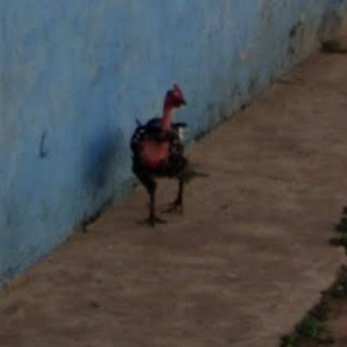 Chicken road in Netherlands
