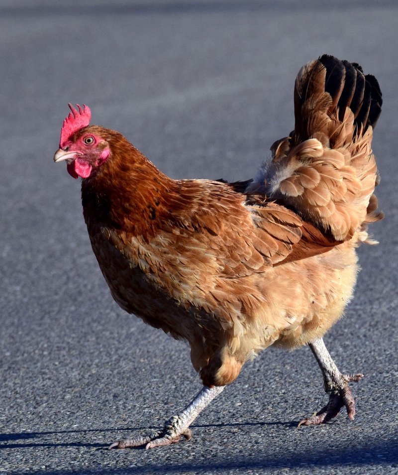Guide to chicken road casino